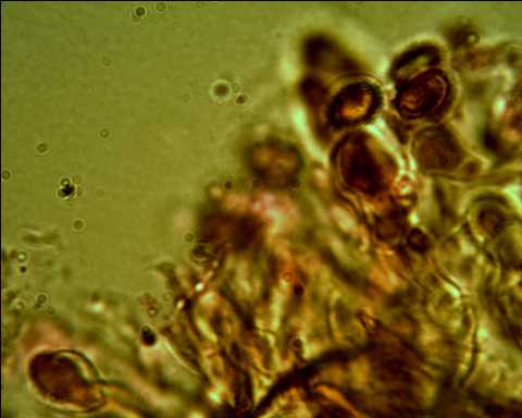 Ganoderma australe? (Ganoderma adspersum)